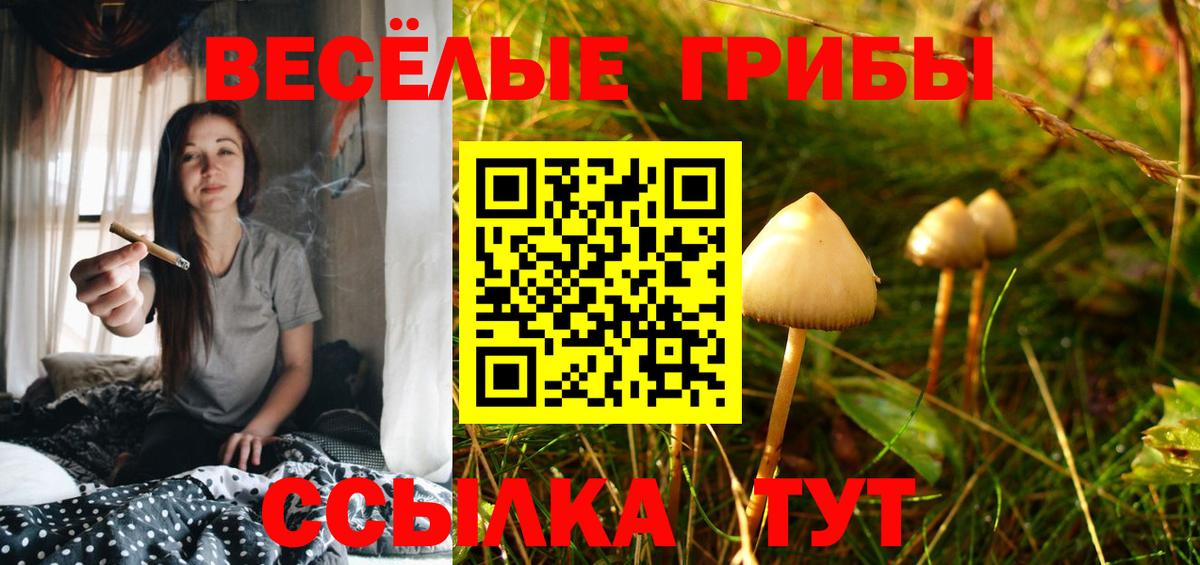 Галлюциногенные грибы Magic Shrooms  где купить   Вход с VPN  Сальск  Галлюциногенные грибы Psilocybine cubensis 
