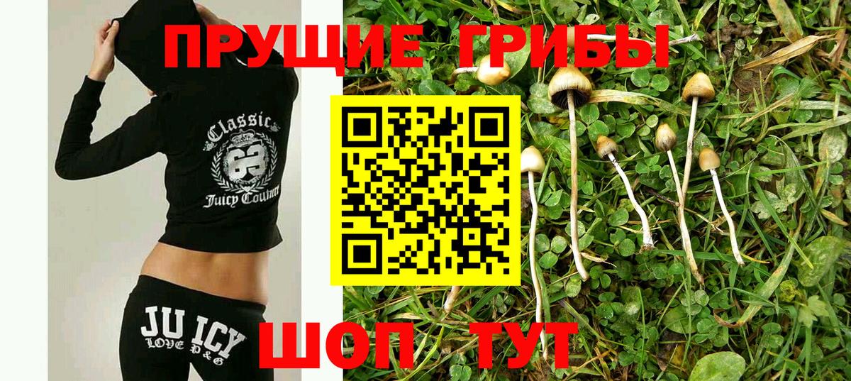 Псилоцибиновые грибы Cubensis Сальск